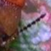 Coleottero Crisomelide Gonioctena cf. quinquepunctata